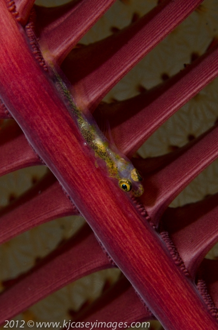 c82-BALI-201210059917
