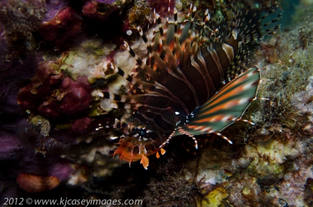 c92-BALI-201210071789