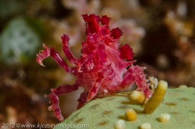 Soft Coral Crab