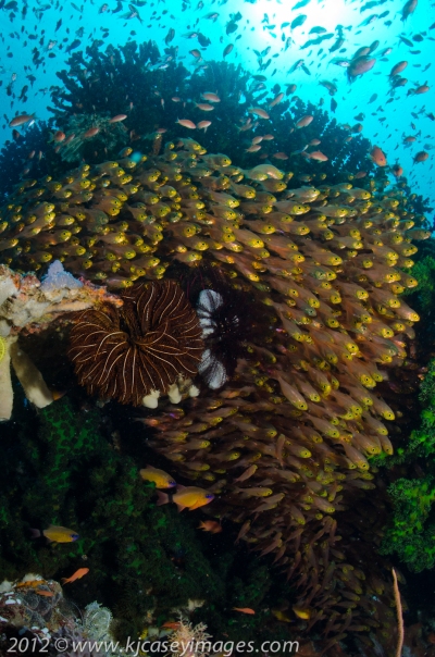 Reef Scene with Golden Sweepers