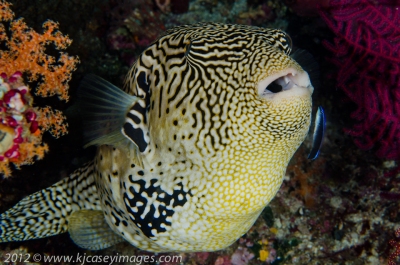 Map Puffer with Bluestreak Cleaner Goby