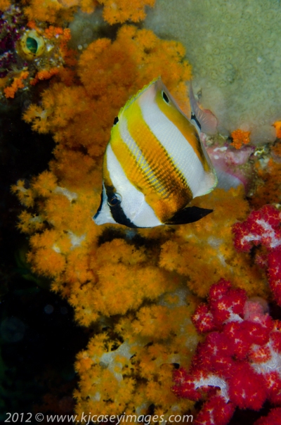 Orange-Banded Coralfish