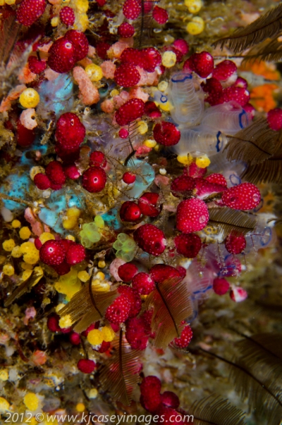 Colorful Sponges and Tunicates