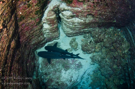 White-Tipped Reef Sharks at Roca Partida
