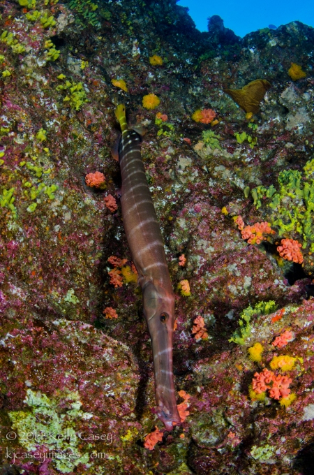 Trumpetfish