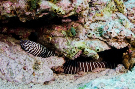 Zebra Moray at Cabo Pierce
