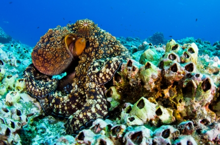 Day Octopus