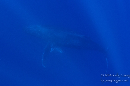 Humpback Whale and Calf at Cabo Pierce