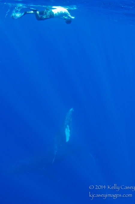 Humpback Whale and Calf at Cabo Pierce