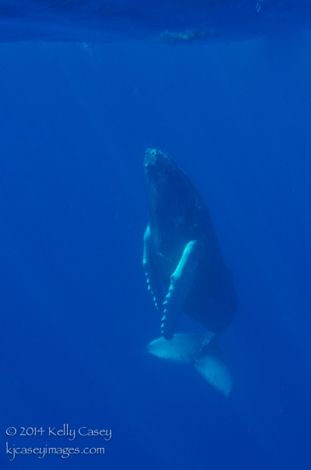 Humpback Whale Calf at Cabo Pierce
