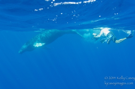 Humpback Whale at Cabo Pierce