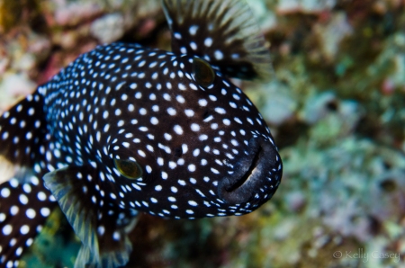 Guineafowl Puffer - Spotted Phase