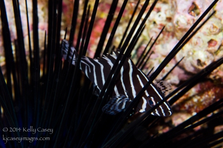 Juvenile Leather Bass in Long Spine Urchin