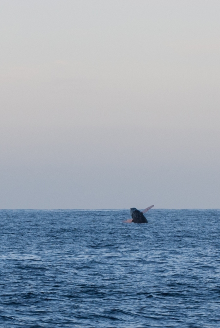 Humpback Whale from the Panga