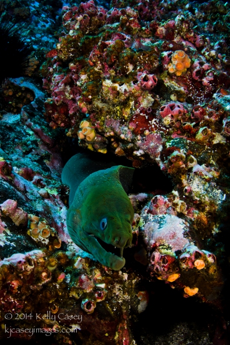 Panamic Green Moray Eel at Roca Partida