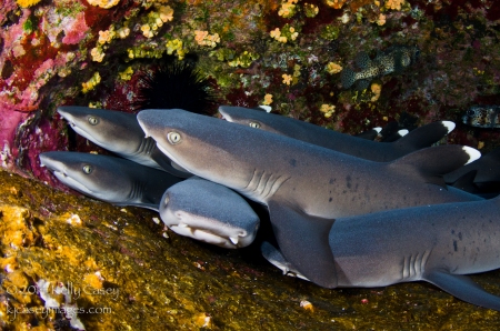 White-Tipped Reef Sharks at Roca Partida