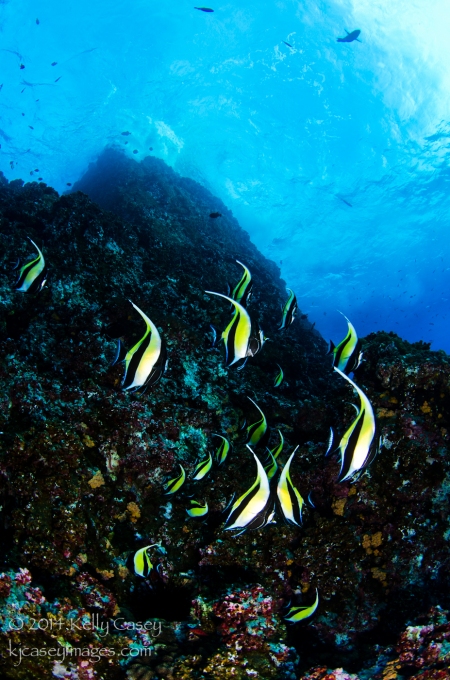 Moorish Idols at Roca Partida