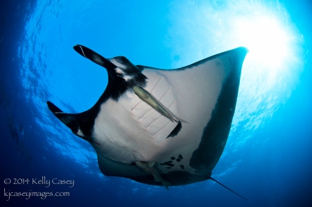 Giant Pacific Manta at San Benedicto