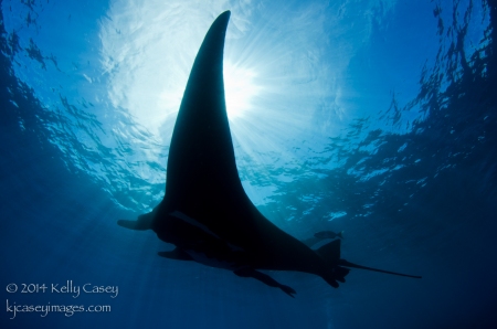 Giant Pacific Manta at San Benedicto