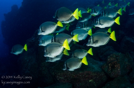 Yellowtailed Surgeonfish